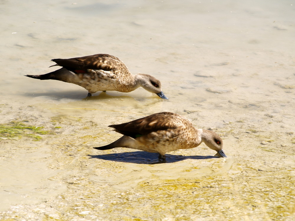 Enten im Hochland der Anden