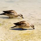 Enten im Hochland der Anden