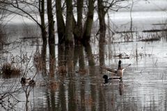 Enten im Hochwasser von der Kinzig