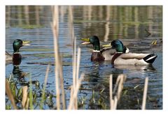 Enten im Kurpark