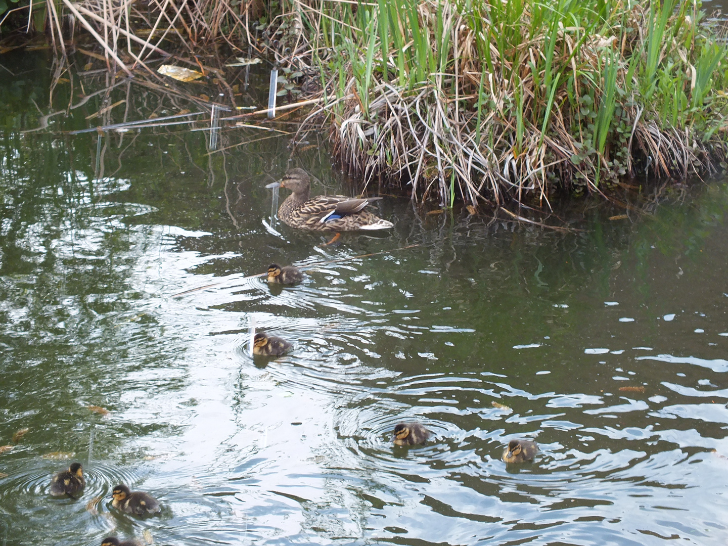 Enten im Landschaftspark Nord