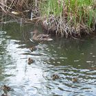 Enten im Landschaftspark Nord