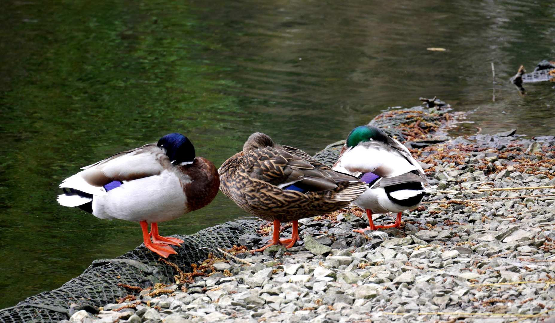 Enten im Mediapark