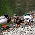 Enten im Mediapark