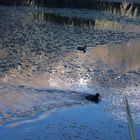 Enten im Mirror Lake