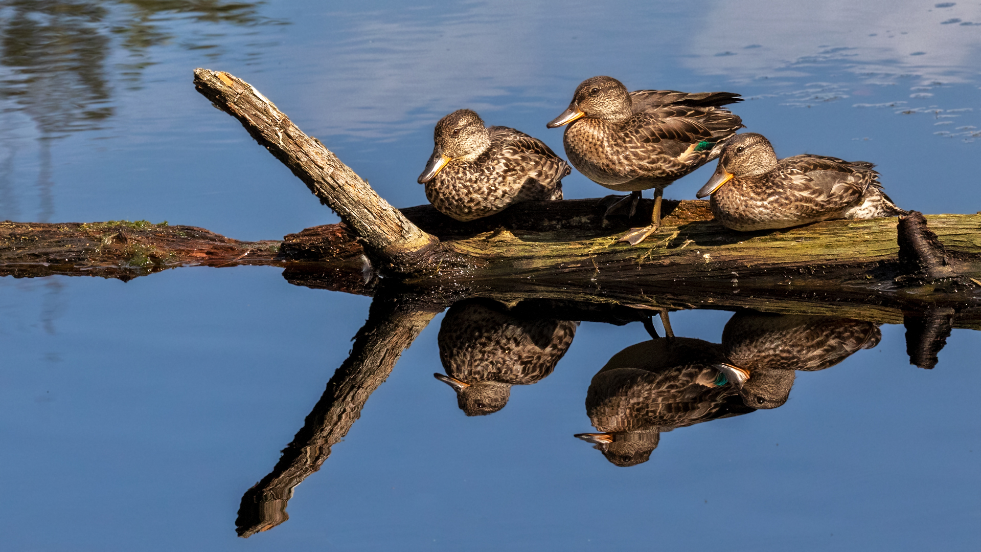 Enten im Moor