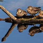 Enten im Moor