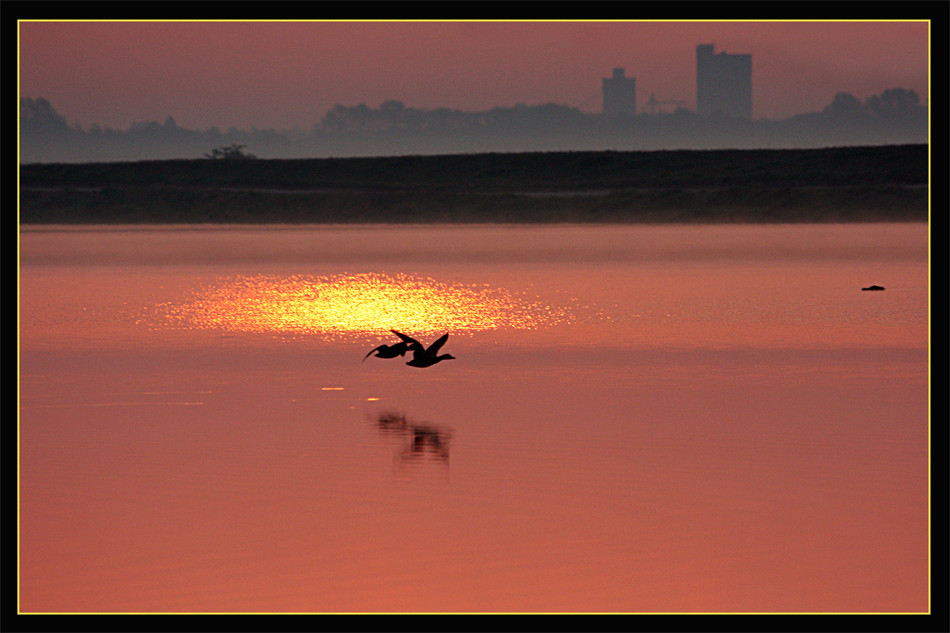 Enten im Morgenlicht