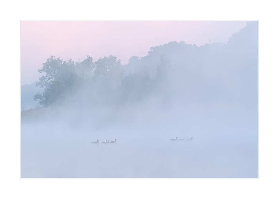 Enten im Morgennebel vor Sonnenaufgang