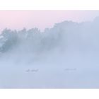 Enten im Morgennebel vor Sonnenaufgang