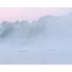 Enten im Morgennebel vor Sonnenaufgang