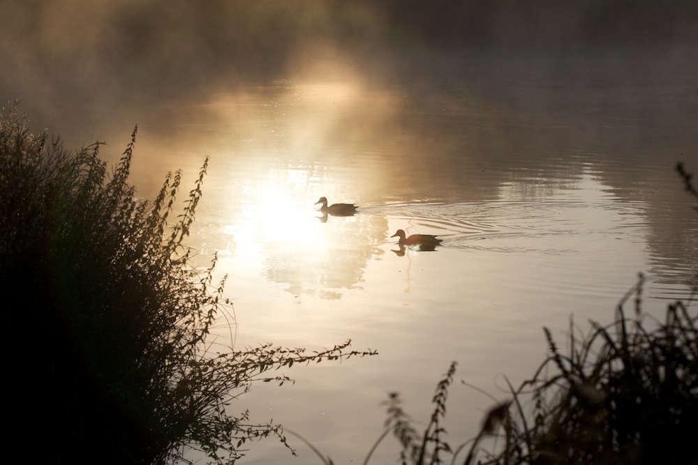 Enten im morgentaulichen Sonnenschein ...