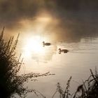 Enten im morgentaulichen Sonnenschein ...