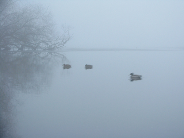 Enten im Nebel