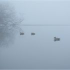 Enten im Nebel