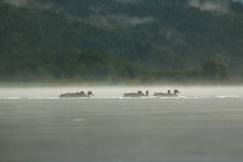 Enten im Nebel