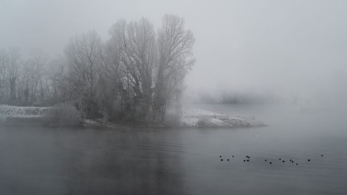Enten im Nebel