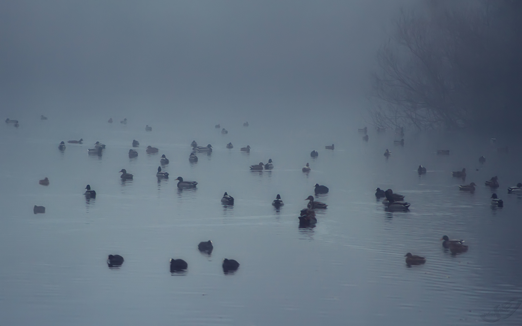 Enten im Nebel