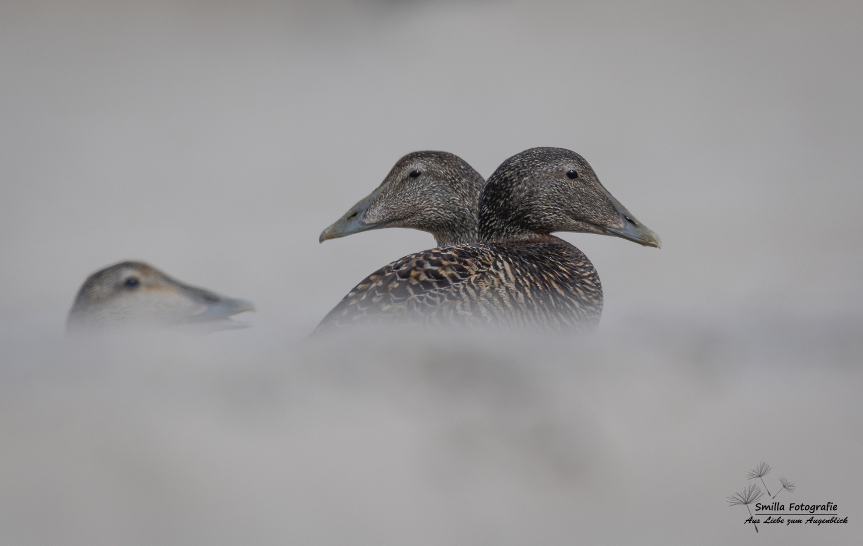 Enten im Nebel