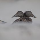 Enten im Nebel