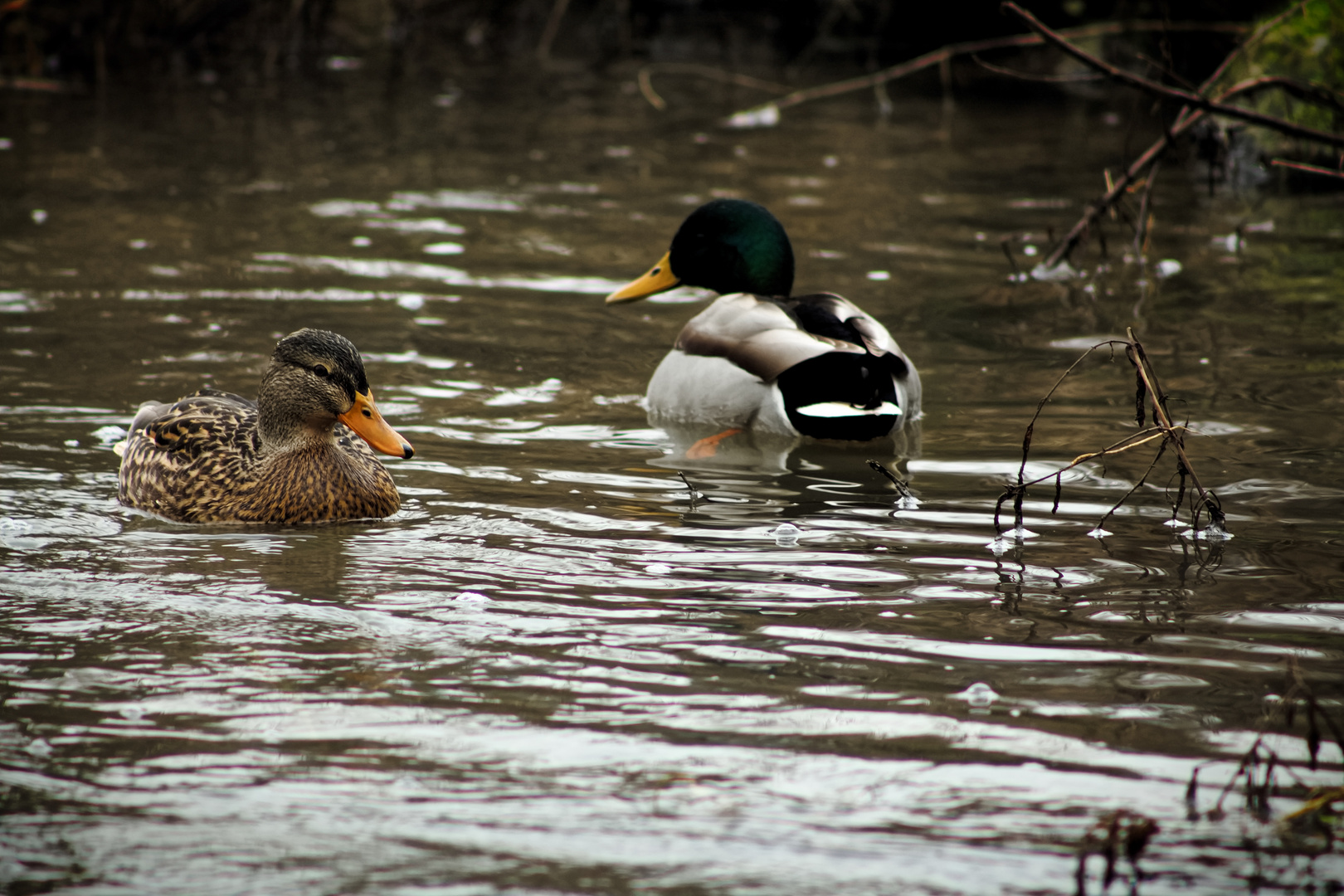 Enten im Neckar