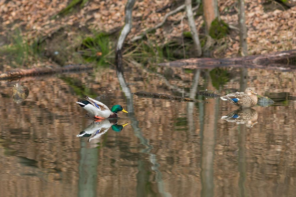 Enten im Netzbachtahl