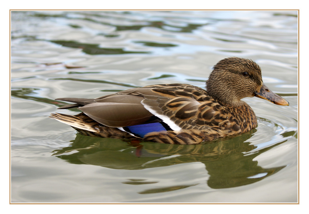 Enten im Park (1)