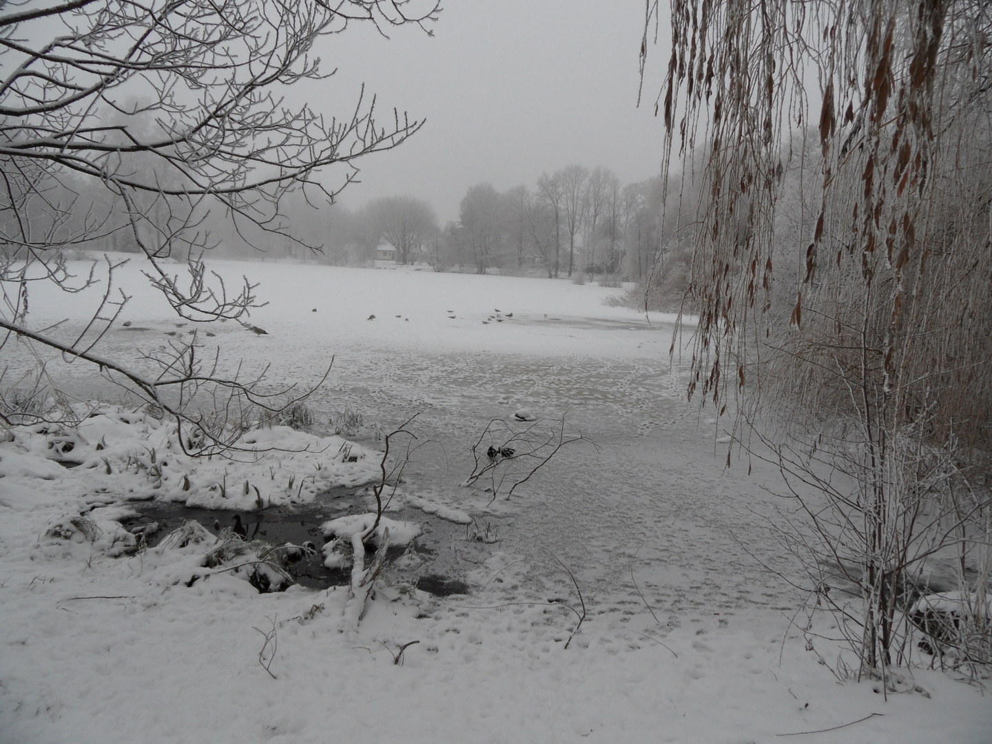 Enten im Park