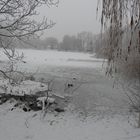 Enten im Park