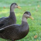 Enten im Park