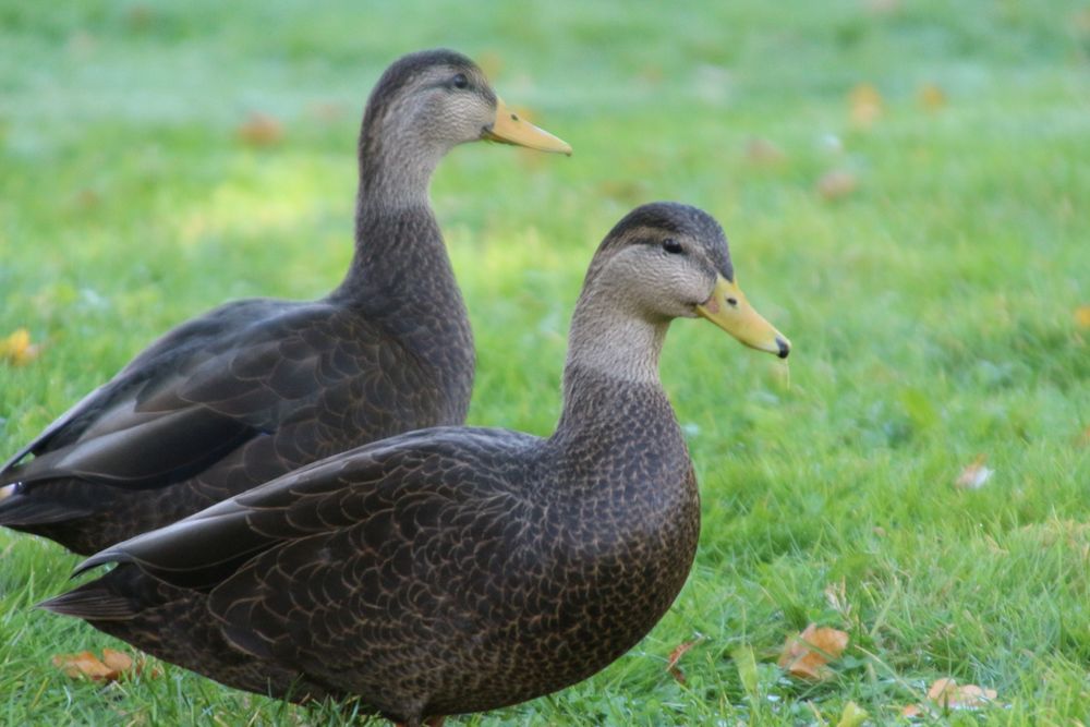 Enten im Park