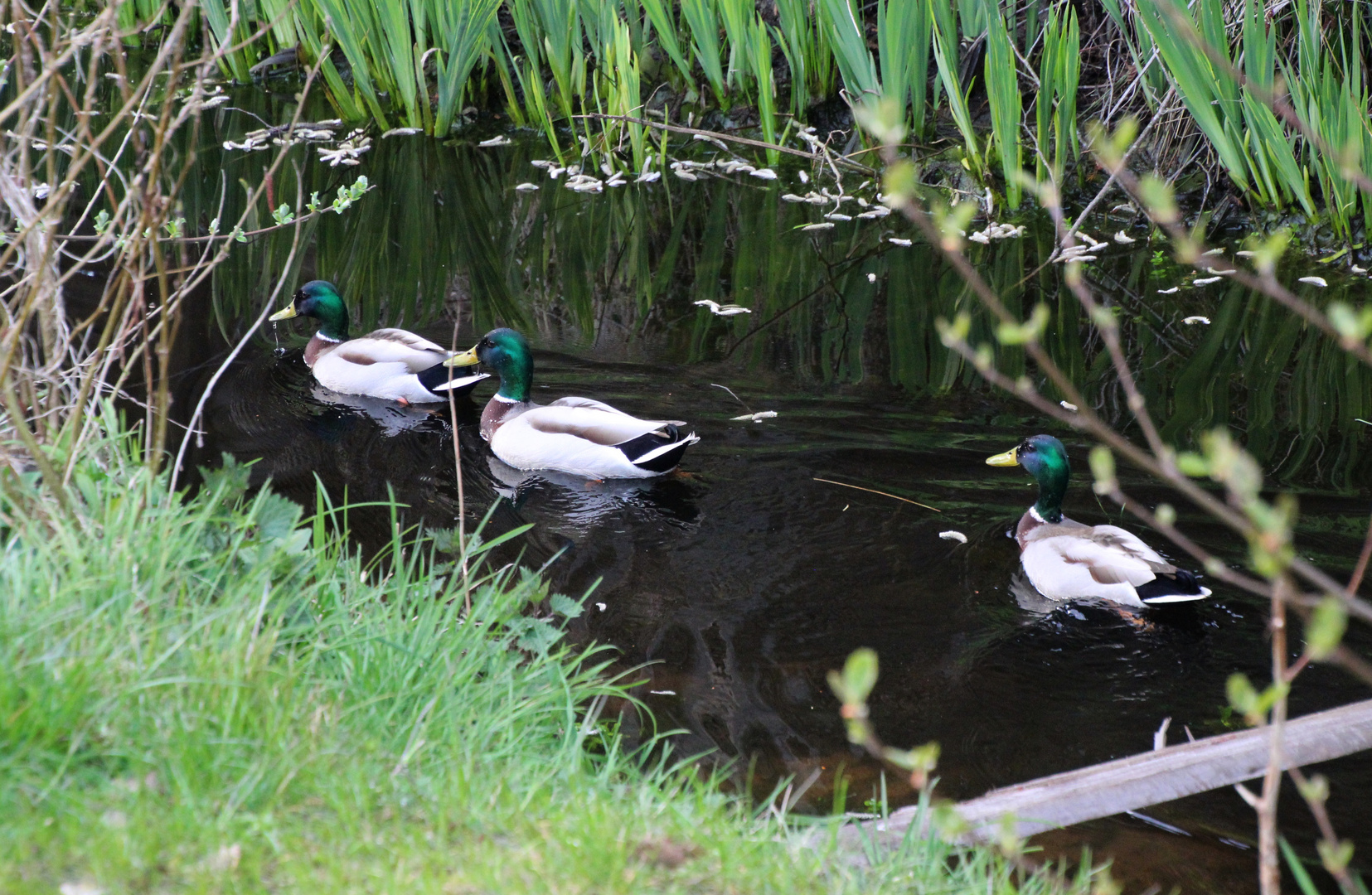 Enten im Park ...