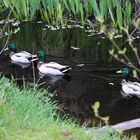 Enten im Park ...