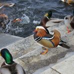 Enten im Park Sanssouci