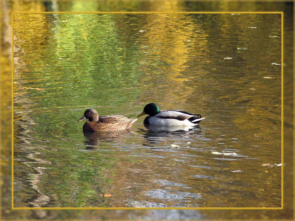 Enten im Parkweiher