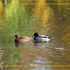 Enten im Parkweiher