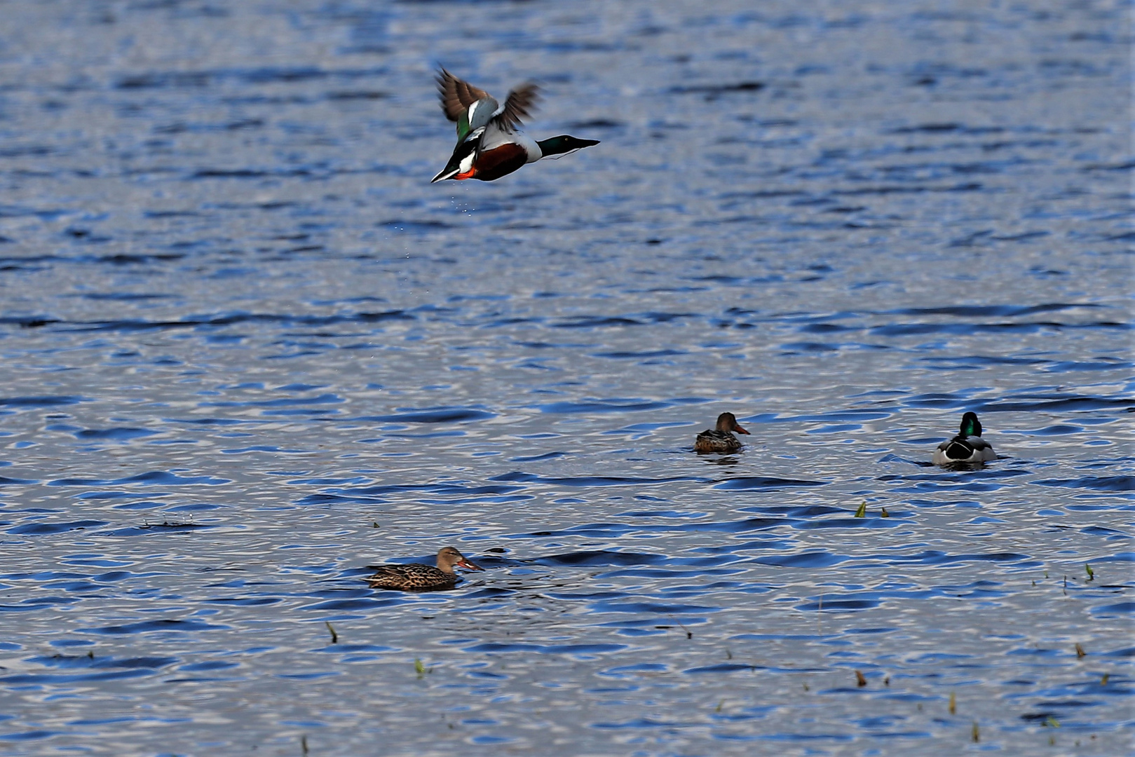 Enten im Polder