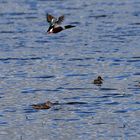 Enten im Polder