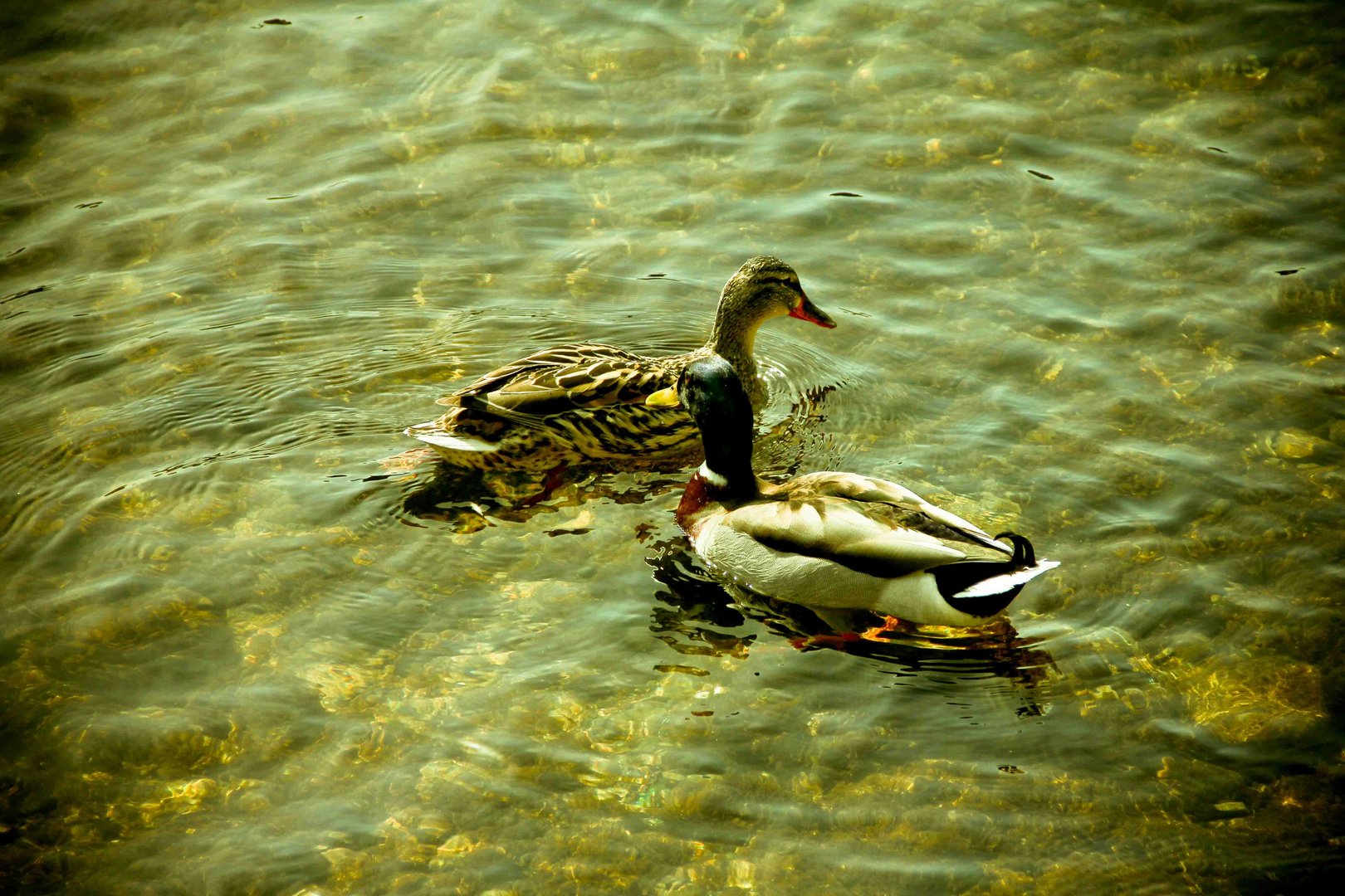 Enten im Rhein