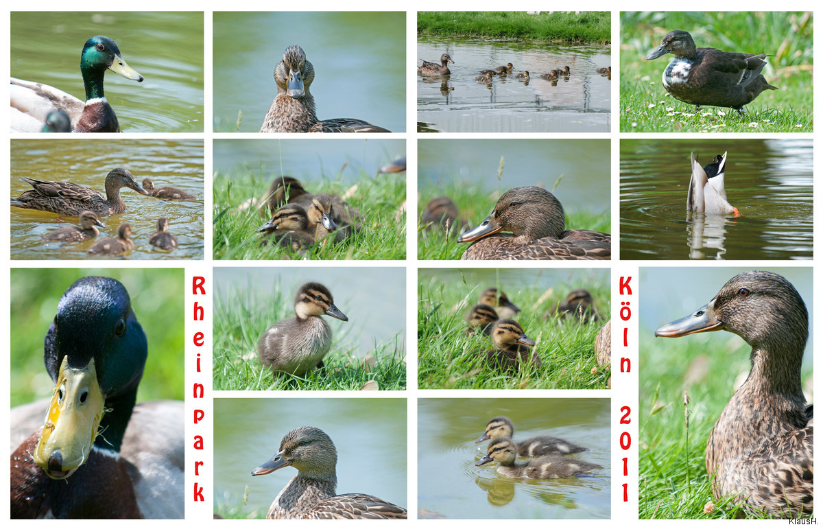 Enten im Rheinpark ...