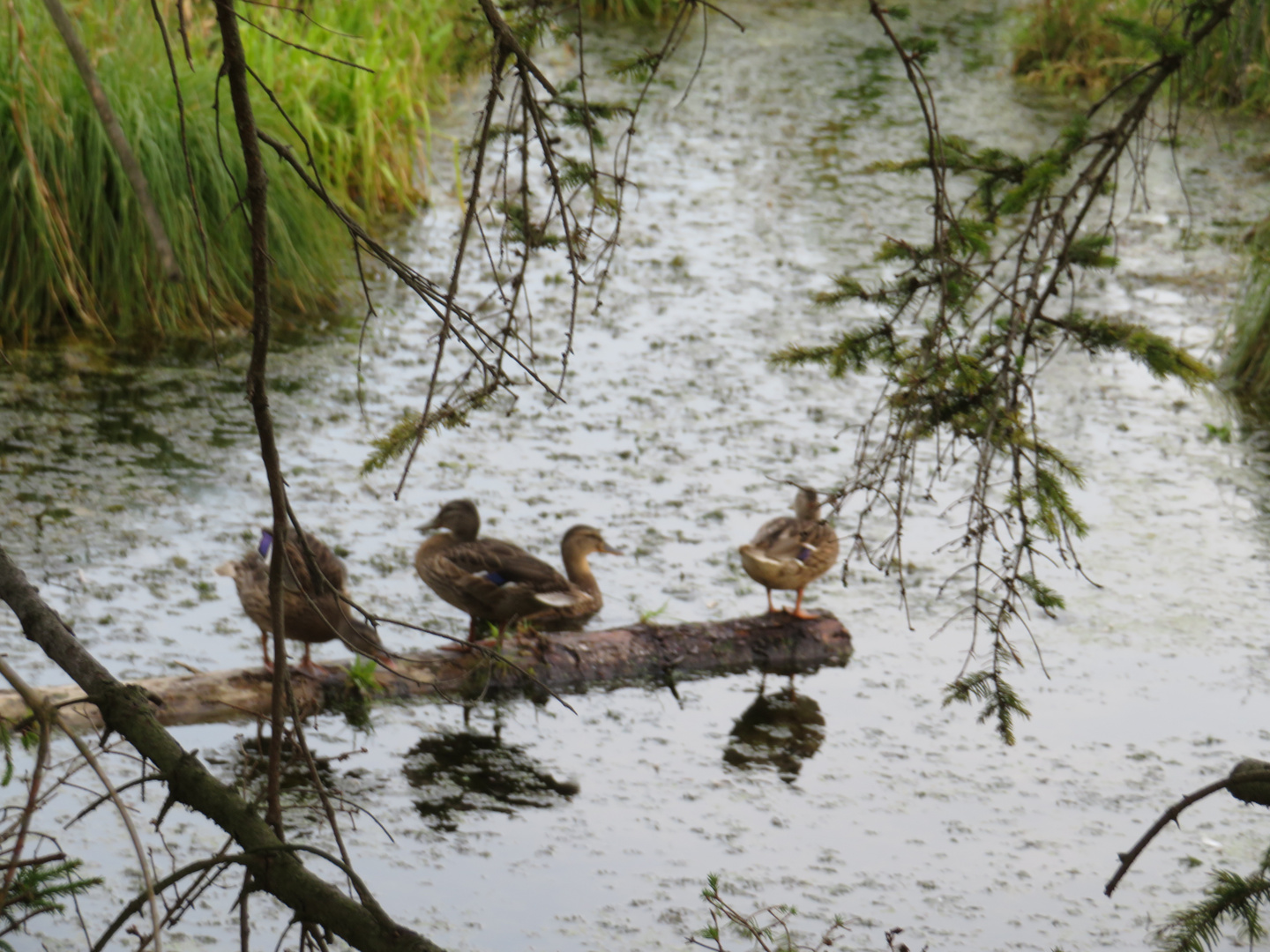 Enten im Ried