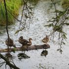 Enten im Ried