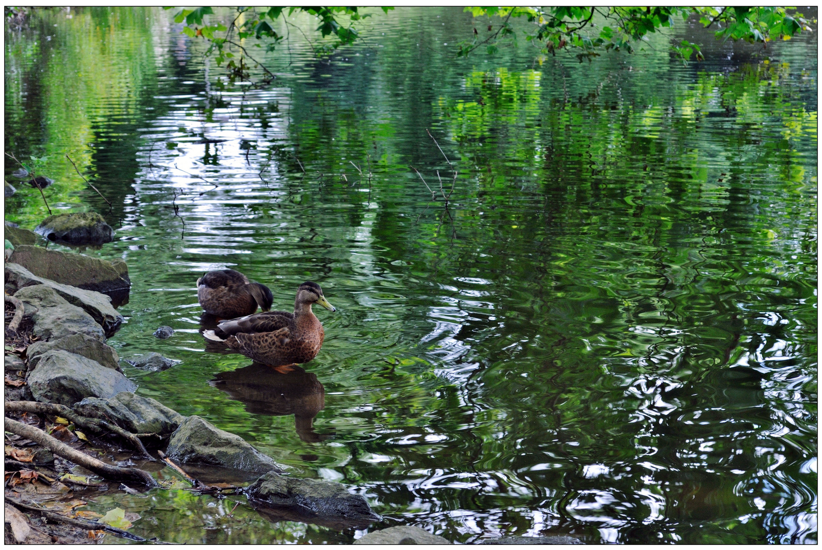 Enten im Rombergpark Dortmund