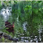 Enten im Rombergpark Dortmund