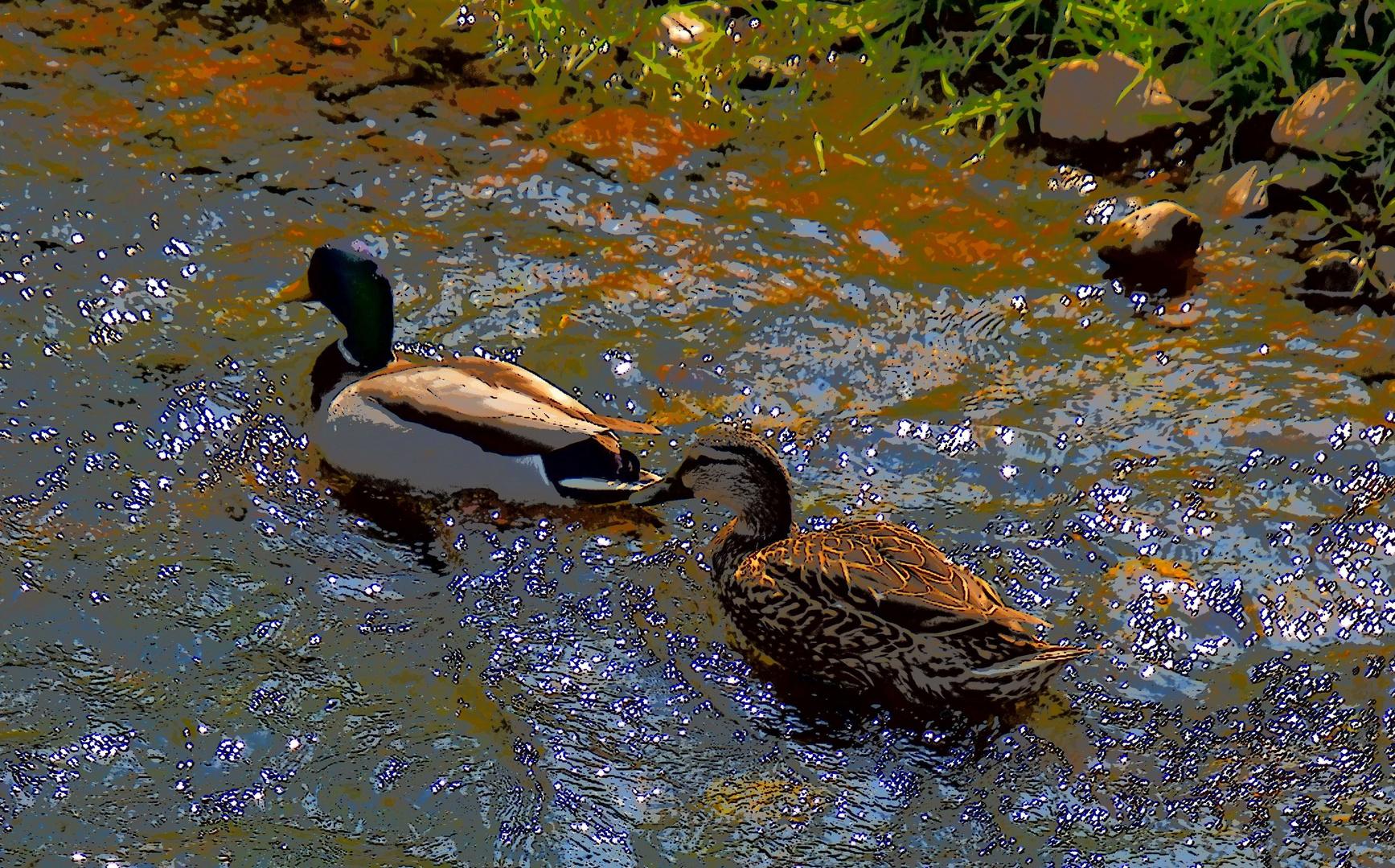 Enten im Rotbach (Erftkreis)