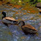 Enten im Rotbach (Erftkreis)