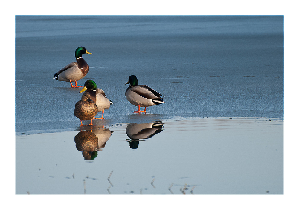 Enten im Schleienloch Hard