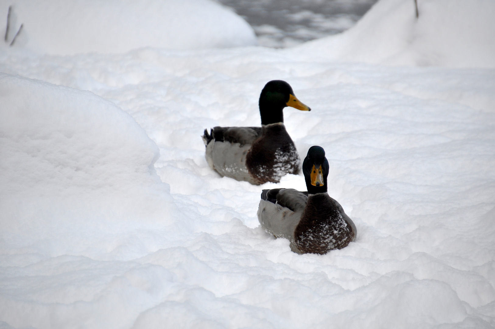 Enten im Schnee