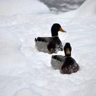 Enten im Schnee