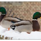 Enten im Schnee